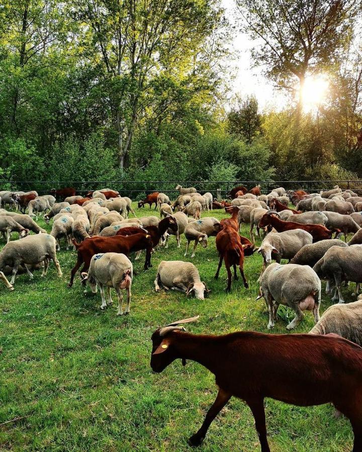 Miradoralaribera Chalet Rural Βίλα Alcoba de la Ribera Εξωτερικό φωτογραφία